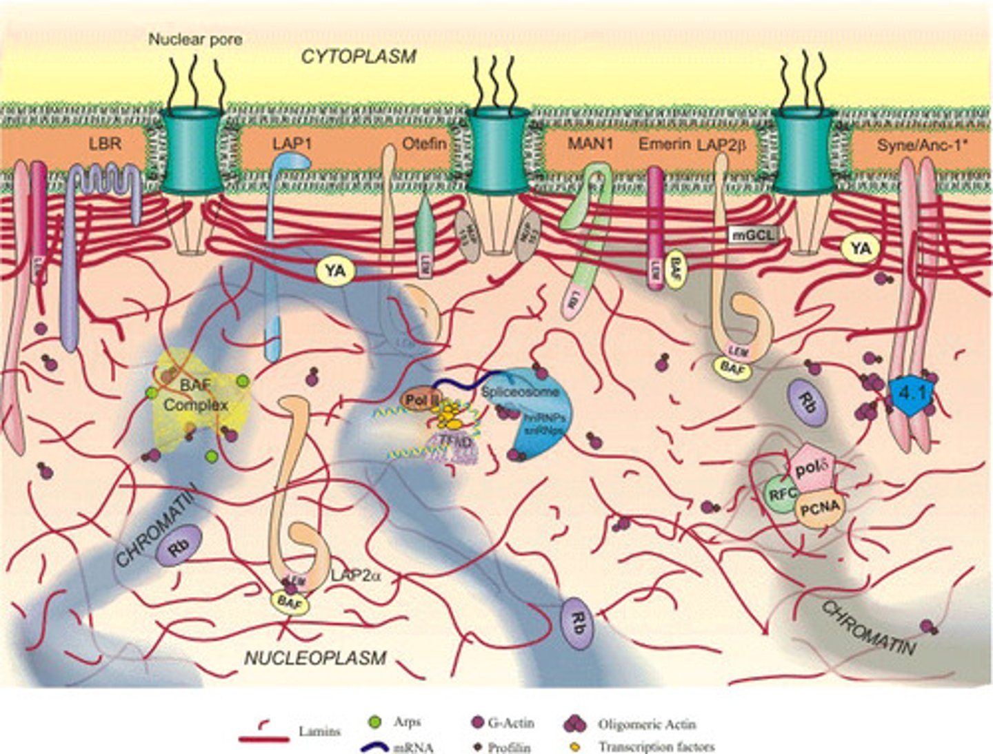 <p>9nm (approx) gaps in the nuclear envelope that allow the passage of RNA and ribosomes out of the nucleas and the entry of selected small proteins and small water soluble molecules.</p>
