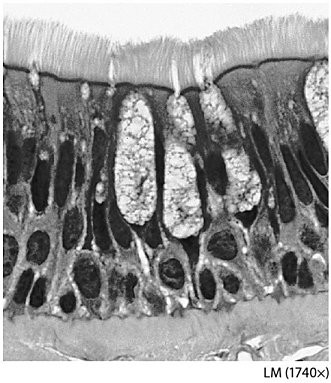 <p><span style="font-family: Lato Extended, Lato, Helvetica Neue, Helvetica, Arial, sans-serif">The tissue pictured in this figure is:</span></p>
