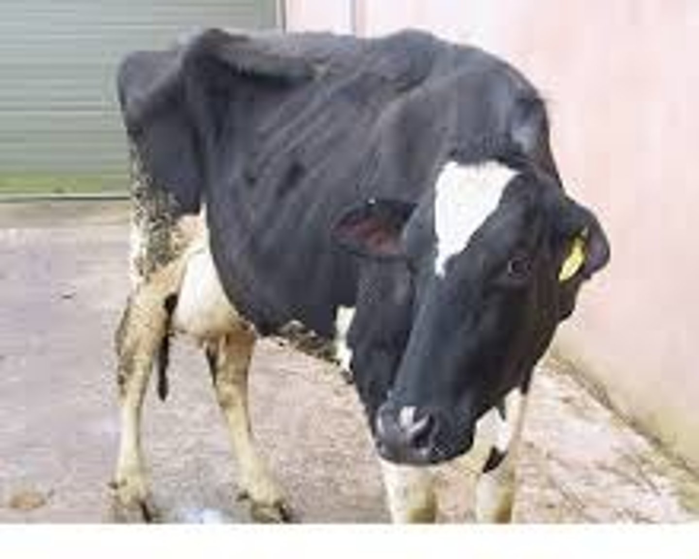 <p>Breakdown of fatty acids (and proteins) when carbohydrates are insufficient</p><p>- can result from diabetes mellitus</p>