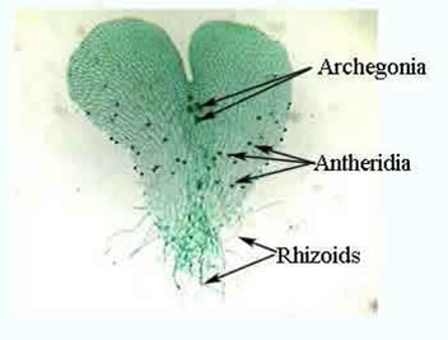 <p>antheridium = male gametes that produce sperm</p><p>archegonium = female gametes that produce eggs</p>