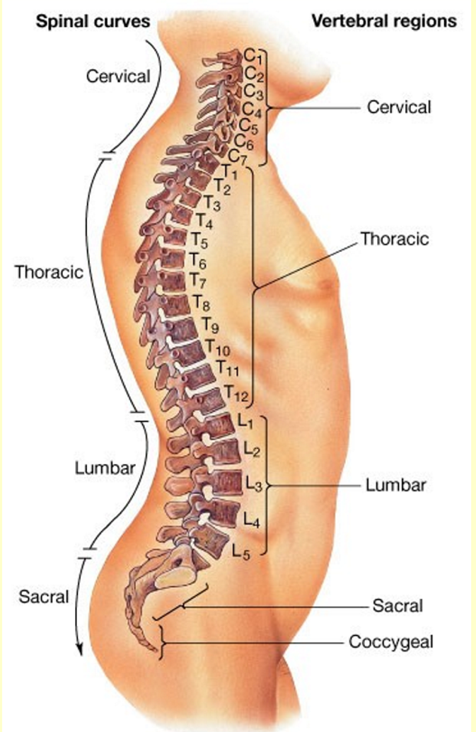 <p>What is the Vertebral <strong>Column </strong>made up of? </p>