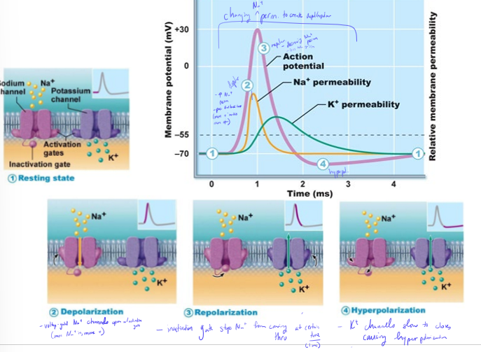 <p>Describe the rules of action potentials</p>