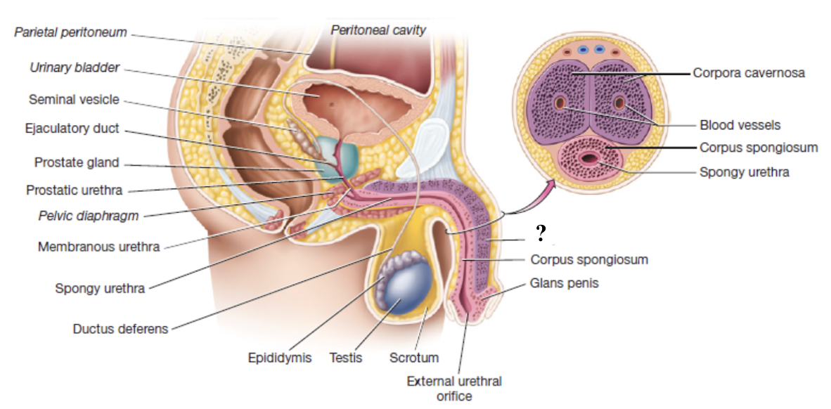 <p>paired erectile bodies of penis that are positioned side-by-side along the dorsal aspect of the penis</p><ul><li><p>composed of vascular spaces that fill with blood during erection</p></li></ul><p></p>