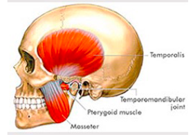 <ul><li><p><strong>Masseter </strong>- elevates mandible</p></li><li><p><strong>Temporalis </strong>- elevates mandible (and retracts)</p></li><li><p><strong>Medial pterygoid</strong> - elevates mandible</p></li></ul>