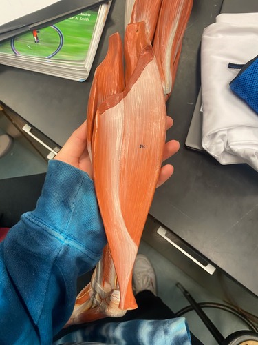 <p>Plantar flexion</p>