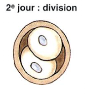 <p>→ division </p>