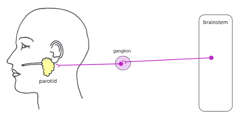 <p>parotid salivary gland - produce saliva (salivation)</p>