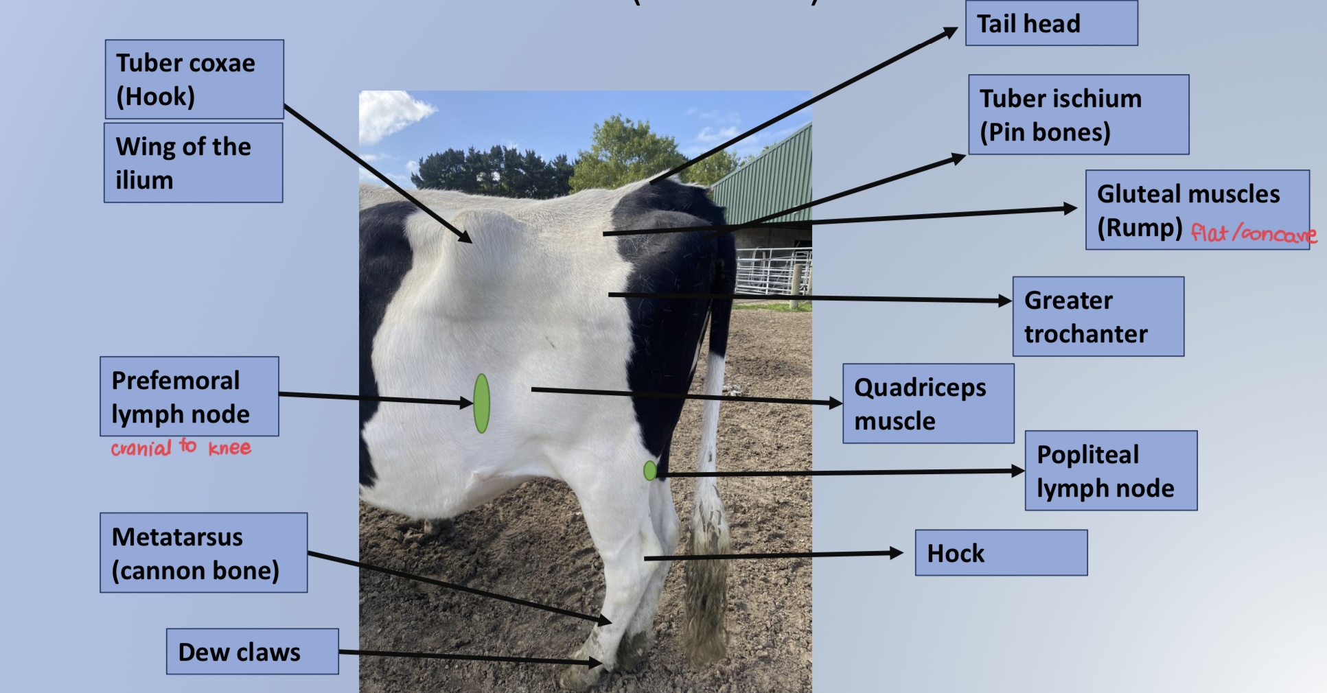 * Tuber coxae
* Wing of ilium
* Prefemoral LN
* Metatarsus
* Dew claws
* Tail head
* Tuber ischium
* Gluteal muscles
* Greater trochanter
* Quadriceps muscle
* popliteal LN
* Hock 
