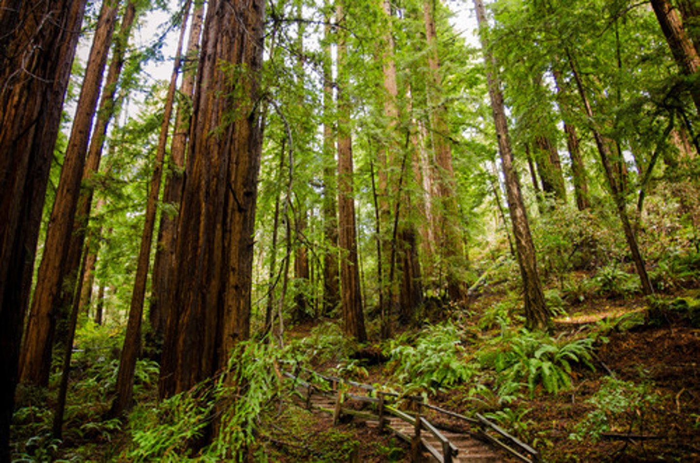 <p>A type of technique that uses nature against itself e.g. afforestation.</p>