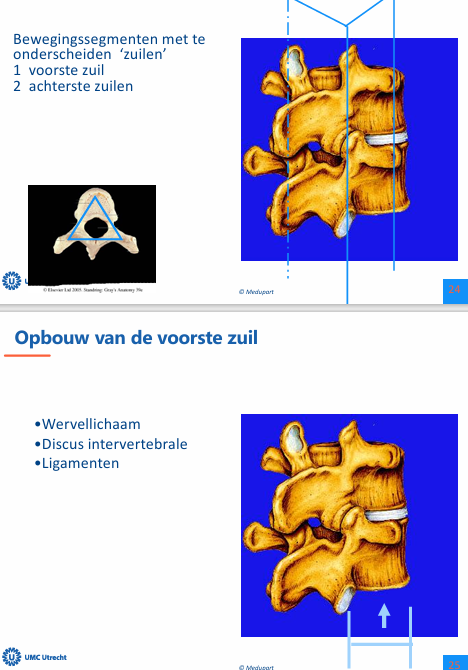 <p>Voorste en achterste zuil.</p><p>voorste zuil = wervellichaam met discus intervertebralis en ligamenten.</p><p>achterste zuil= facet gewrichten. </p><p>→ driehoek waardoor er stabiliteit is.</p>