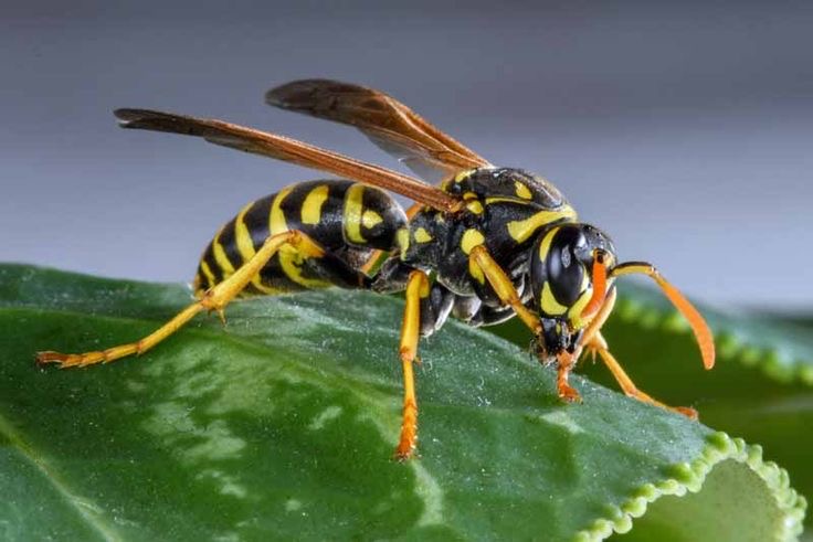 <p>Wasp</p>