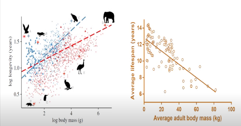 <p><strong>Aging rate between or within species varies</strong></p><p>Seems increase in body mass = increase longevity</p><p>As opposed to small animals = decreased longevity</p><ul><li><p>But there are outliers</p></li><li><p>And variation WITHIN species - large dogs live shorter lives than small dogs generally speaking</p></li></ul><p></p>