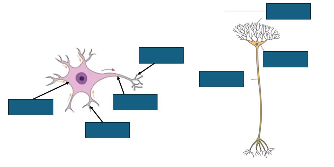 <p>structure of relay neurone</p>