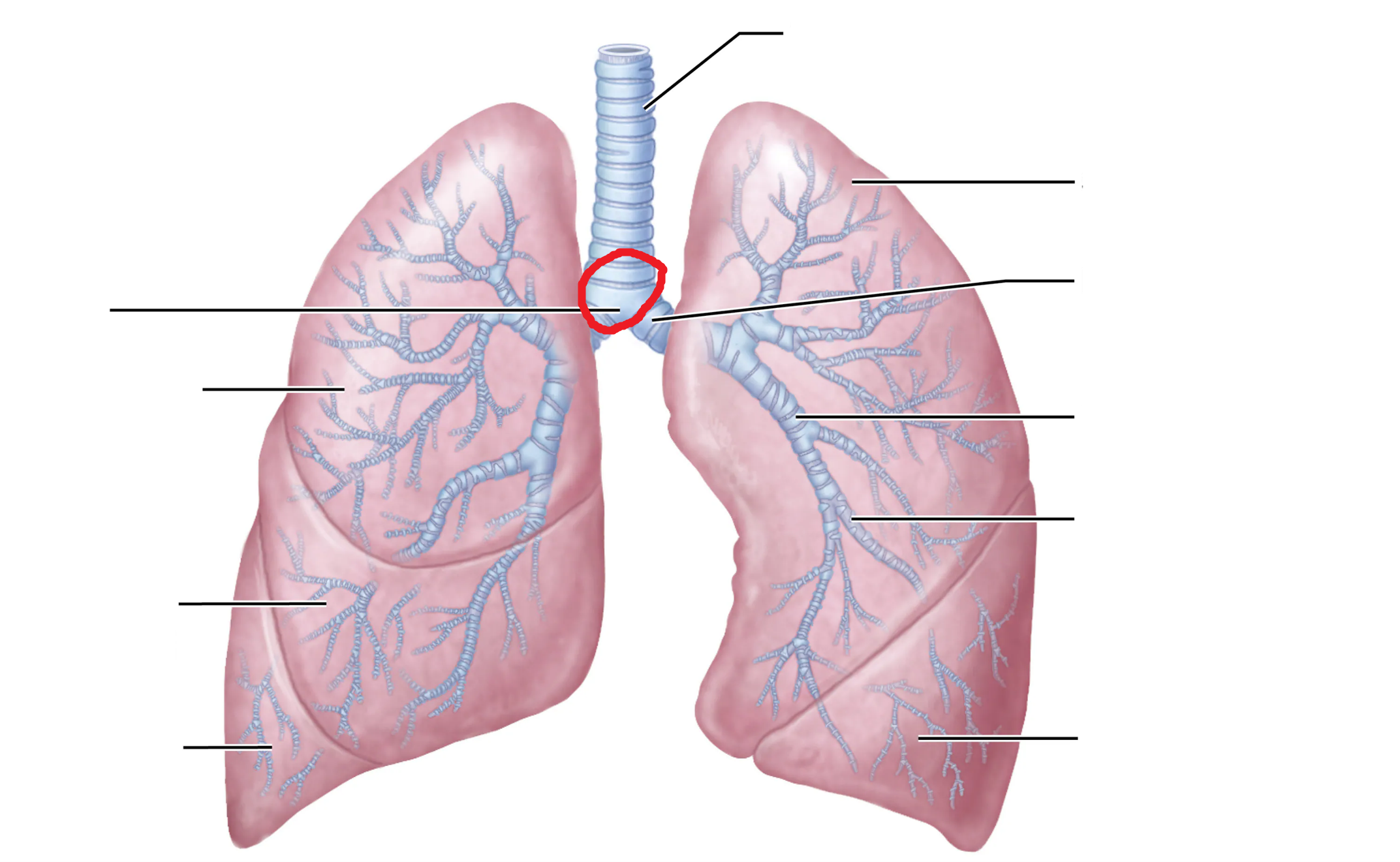 <p>What is the area marked in red?</p>