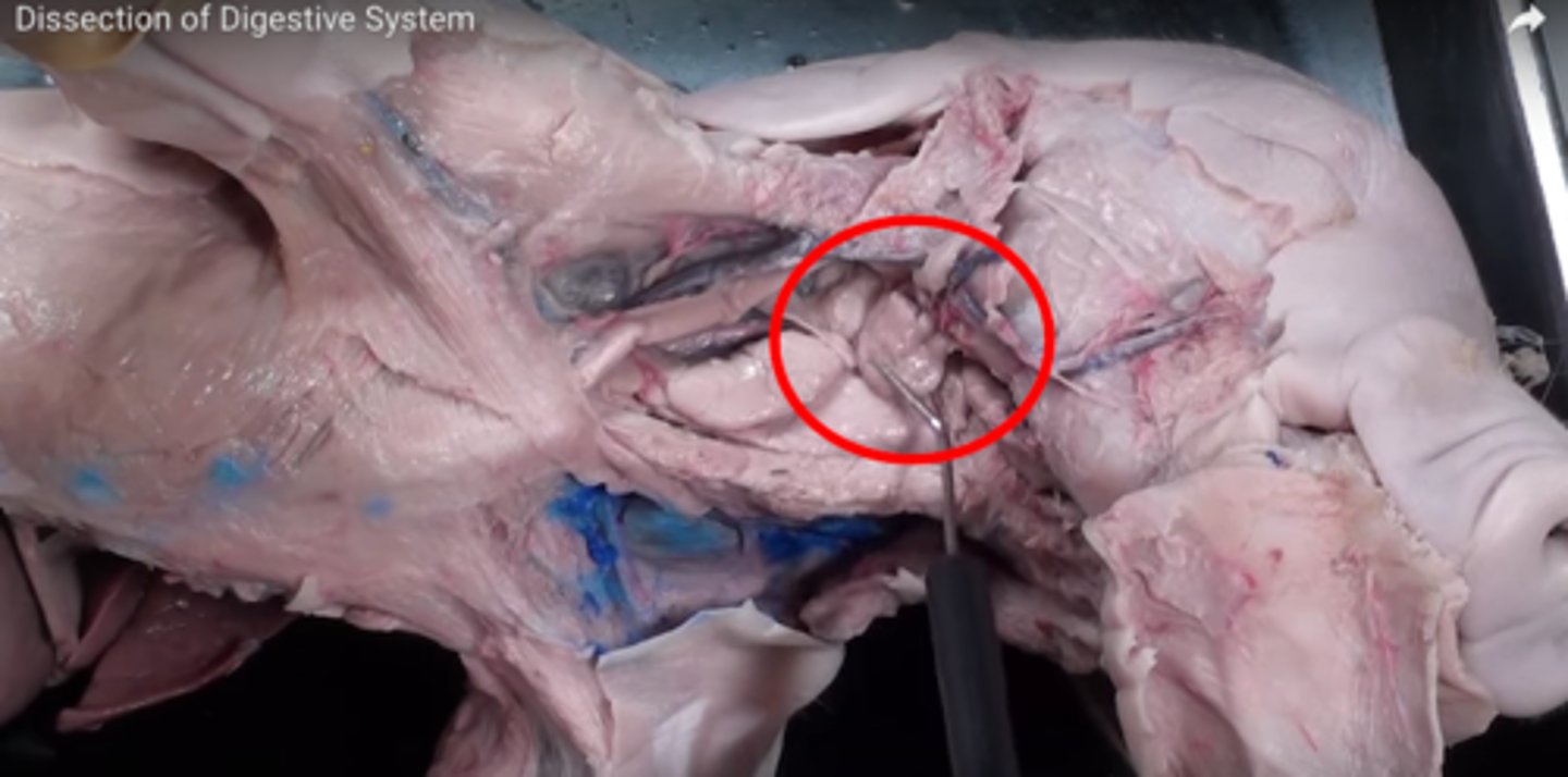 <p>Salivary glands</p>