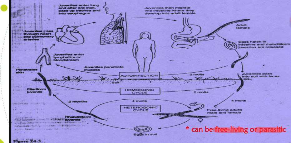 <p>Life cycle?</p>