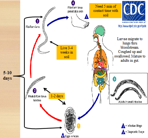 <ol><li><p>unembryonated eggs are passed in feces</p></li><li><p>develop into rhabditiform larvae (1-2 days)</p></li><li><p>rhabditiform → filariform larva (lives 3-4 weeks in soil)</p></li><li><p>filariform penetrates skin of definitive host</p></li><li><p>larvae migrate to lungs; coughed up and swallowed</p></li><li><p>mature into adults in gut</p></li><li><p>adults live in small intestine </p></li></ol><p></p>