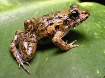 <p>Fejervarya cancrivora</p>