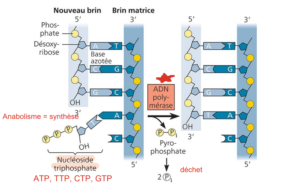 <p>fait par l’ADN polymérase</p>
