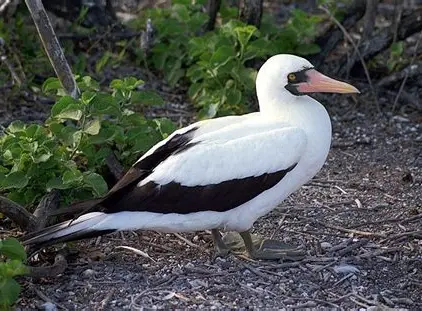 <p>Nazca Booby </p><ul><li><p>largest of the Galapagos boobies </p></li><li><p>25-50,000 pairs </p></li><li><p>nests on ground </p><ul><li><p>lays two eggs, both hatching and only one survives to maturity </p><ul><li><p>aggression by the older/bigger chick is more responsible for the death of the younger rather than food availability as in blue-footed </p></li></ul></li></ul></li><li><p>females are larger than males, pupils seem similar </p></li><li><p>females make a “quacking” sound, and males make a “whistle” sound </p></li><li><p>gray feet, white body and black wings </p></li></ul><p></p>