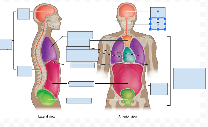 <p>What body cavity is covered by the question Mark?</p>