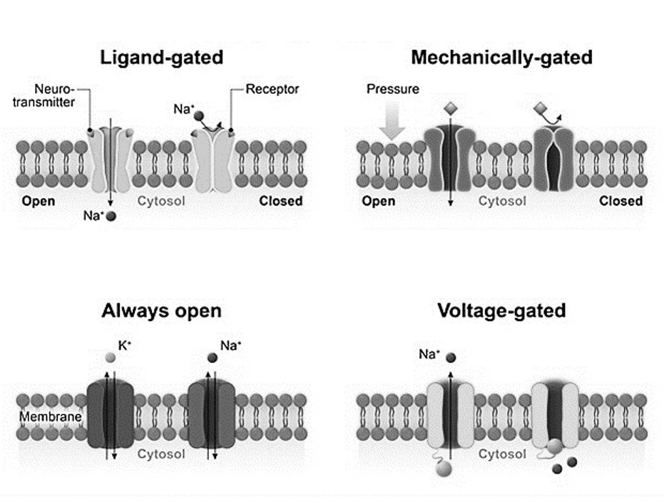 <p>Transmembranaire eiwitten permeabel voor ionen</p><p>1) <u>Ligand-gated</u></p><ul><li><p>ionotrope receptoren voor <strong>extracellulaire </strong>boodschappers, <em>vb. GABA<sub>A</sub>, AMPA receptor</em></p></li><li><p>ionkanalen voor <strong>intracellulaire </strong>boodschappers, <em>vb. ATP gevoelige ionkanalen</em></p></li><li><p>chemische sensoren binden met NT</p></li></ul><p>2) <u>Mechanically gated</u></p><ul><li><p><em>vb. pijn, druk, weefselschade → omgezet in elektrisch signaal </em></p></li></ul><p>3) <u>Voltage gated</u></p><ul><li><p>spanningsafhankelijke ionkanalen (~ spanningsgevoelig Na+ kanaal)</p></li><li><p>medicatie die deze blokkeren → blokkeren actiepotentiaal</p></li><li><p><em>vb. lokale anesthetica </em></p></li></ul><p>4) <u>Always open</u></p><ul><li><p>ion lekkage kanaal (~ K+ lekkage kanaal)</p></li></ul><p></p>