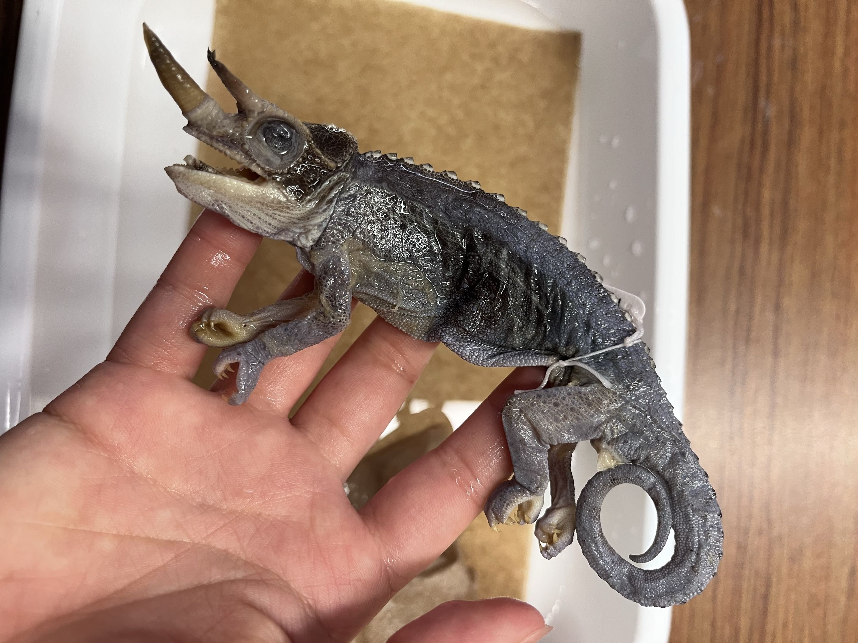 <p>Infraorder + Family?<br>- Africa/South Asia</p><p>- head/body laterally compressed</p><p><strong>- zygodactylous feet (mittens)</strong></p><p><strong>- ornamented head</strong></p><p><100 species</p>