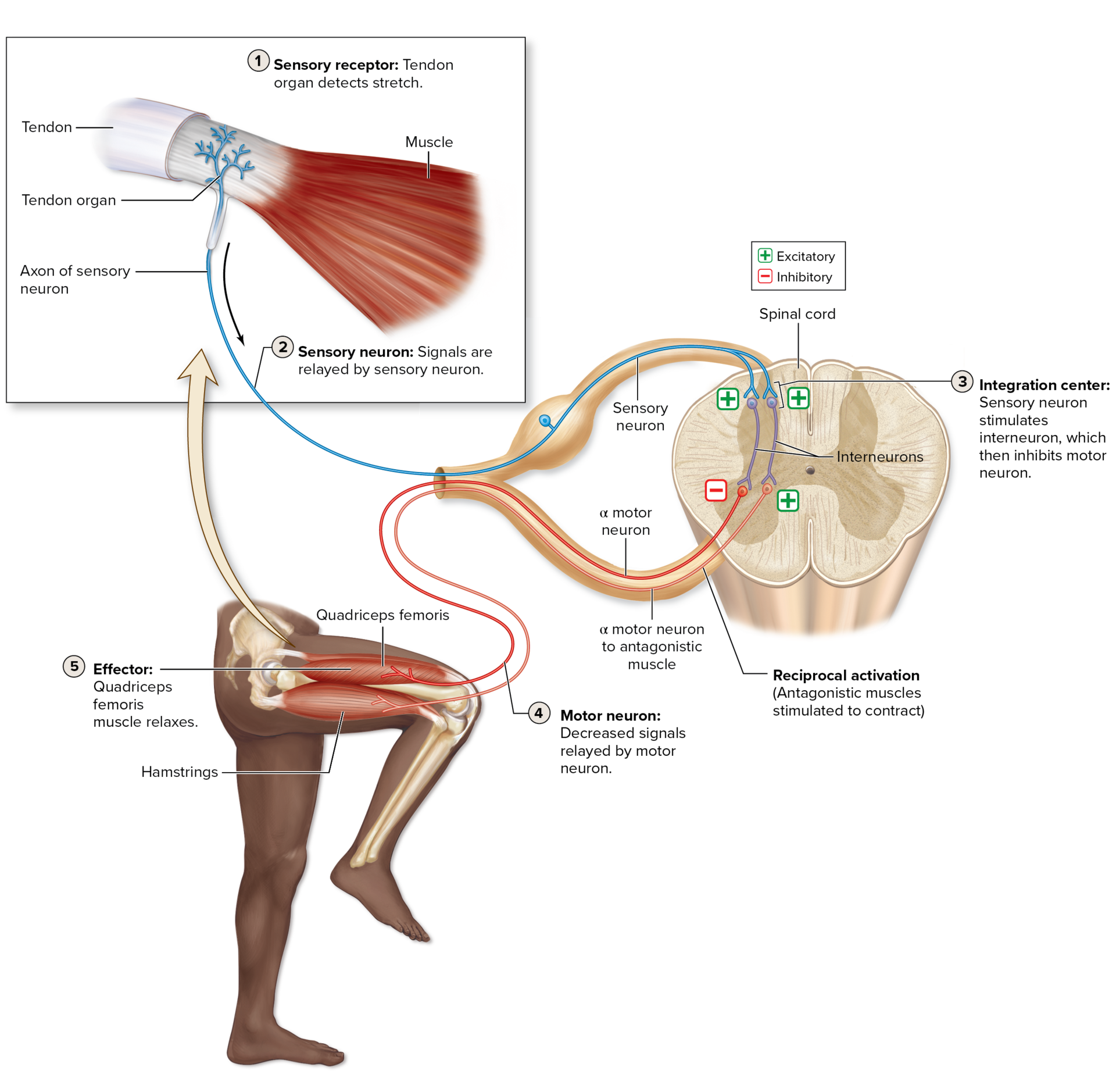 <p>Type of Effector Stimulated</p>