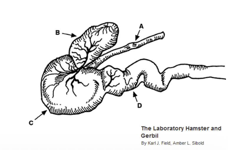 <p>List out the anatomical structure of hamster’s stomach</p>