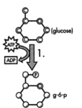 <ul><li><p class=""><strong>What happens?</strong> The glucose molecule enters the cell and gets hit with a <strong>phosphate</strong> from <strong>ATP</strong>.</p></li><li><p class=""><strong>Why?</strong> This traps glucose inside the cell and makes it chemically unstable.</p></li><li><p class=""><strong>Energy?</strong> <strong>1 ATP is used</strong> here.</p></li><li><p class=""><strong>Visual:</strong> You’ll see ATP dropping a P onto glucose.</p></li></ul><p class=""><strong>Analogy:</strong> Like scanning a movie ticket before you enter — once you're in, you can't leave (glucose can’t leave now).</p>