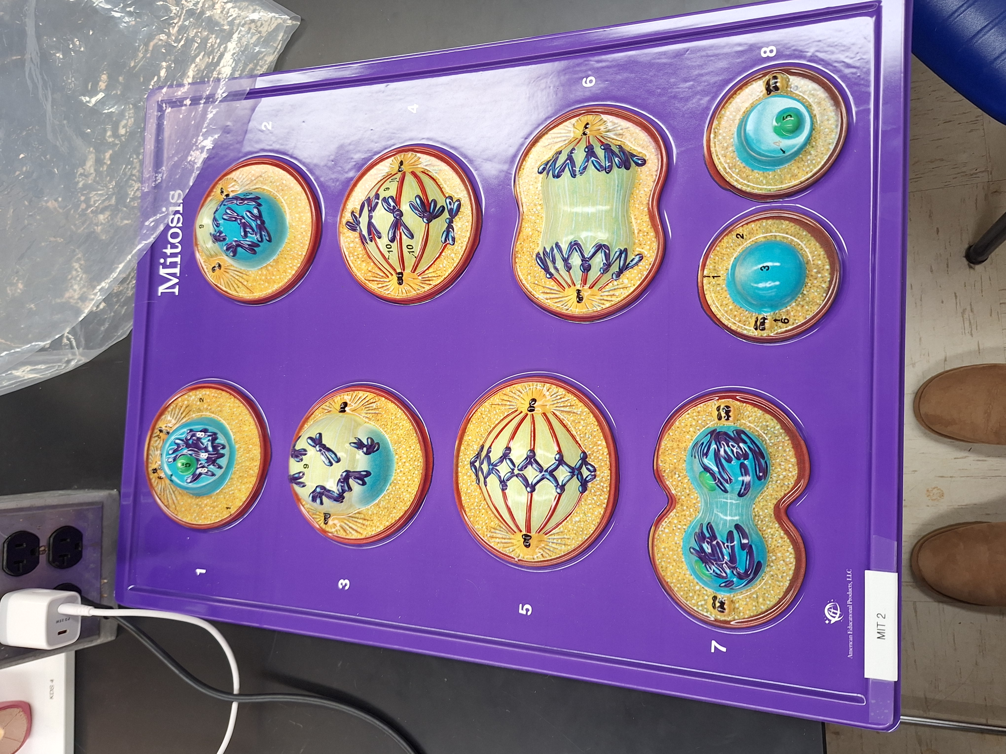 <p>what process is shown here?</p>