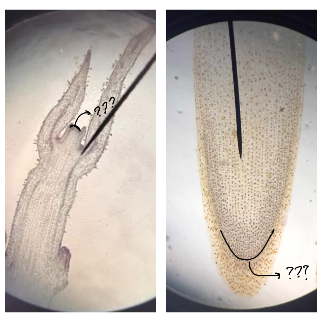 <p><span>part of SAM and RAM under microscope; occur at the tip of a growing shoot</span></p>