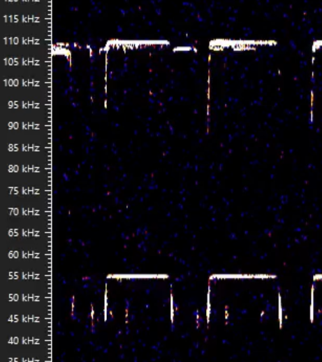 <p>What species is likely here and why?</p>