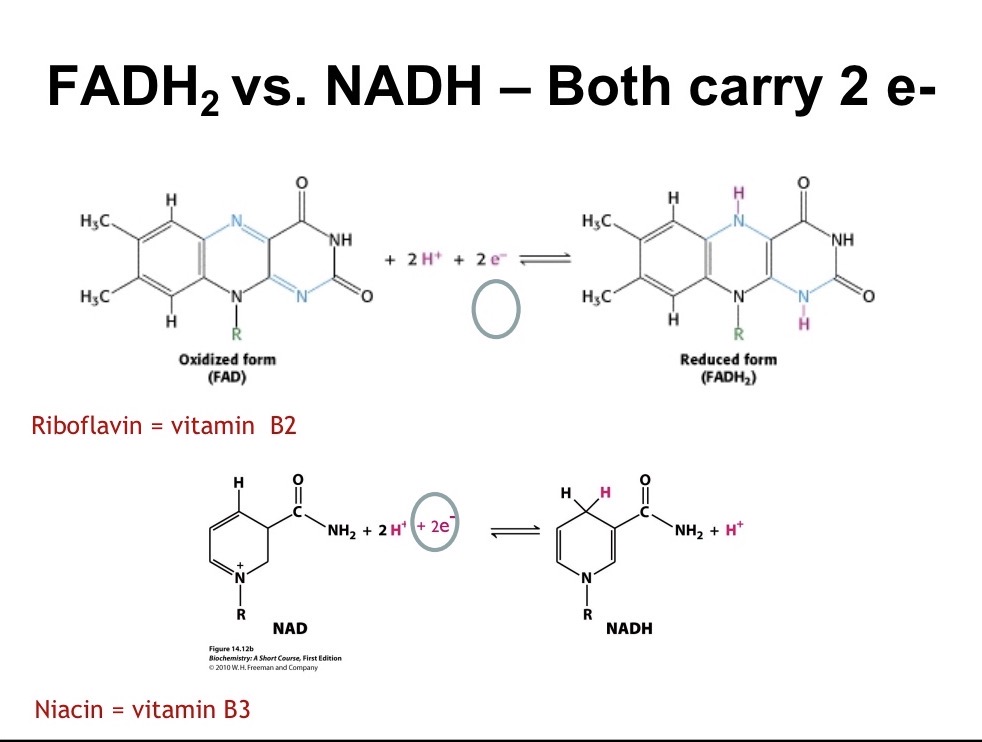 <p>Both carry 2 electrons. However, NADH generates 2.5 ATP/e- pair while FADH2 generates 1.5 ATP/e- pair because NADH donates to the ETC at a higher energy level</p>