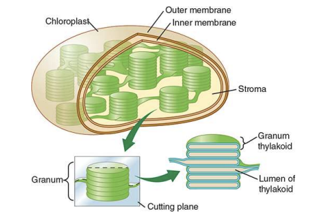 <p>Responsible for photosynthesis</p><p>Contains Chlorophyll, stacks of Thylakoids/Grana, stroma (inner fluid)</p>