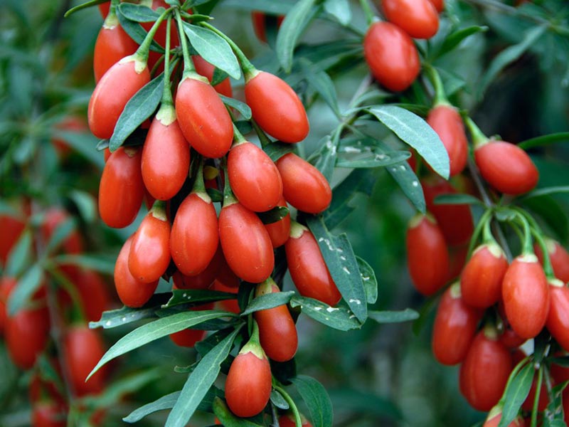 <p><strong>small red berries rich in antioxidants, often considered a superfood; ____ are used in smoothies, snacks, or health supplements</strong> (neutral — common in wellness trends and healthy eating blogs)</p><ul><li><p><em>~ are popular in smoothie bowls.</em></p></li><li><p><em>He adds dried ~ to oatmeal for a boost.</em></p></li><li><p><em>~ are believed to support immune function</em>.</p></li></ul><p></p>
