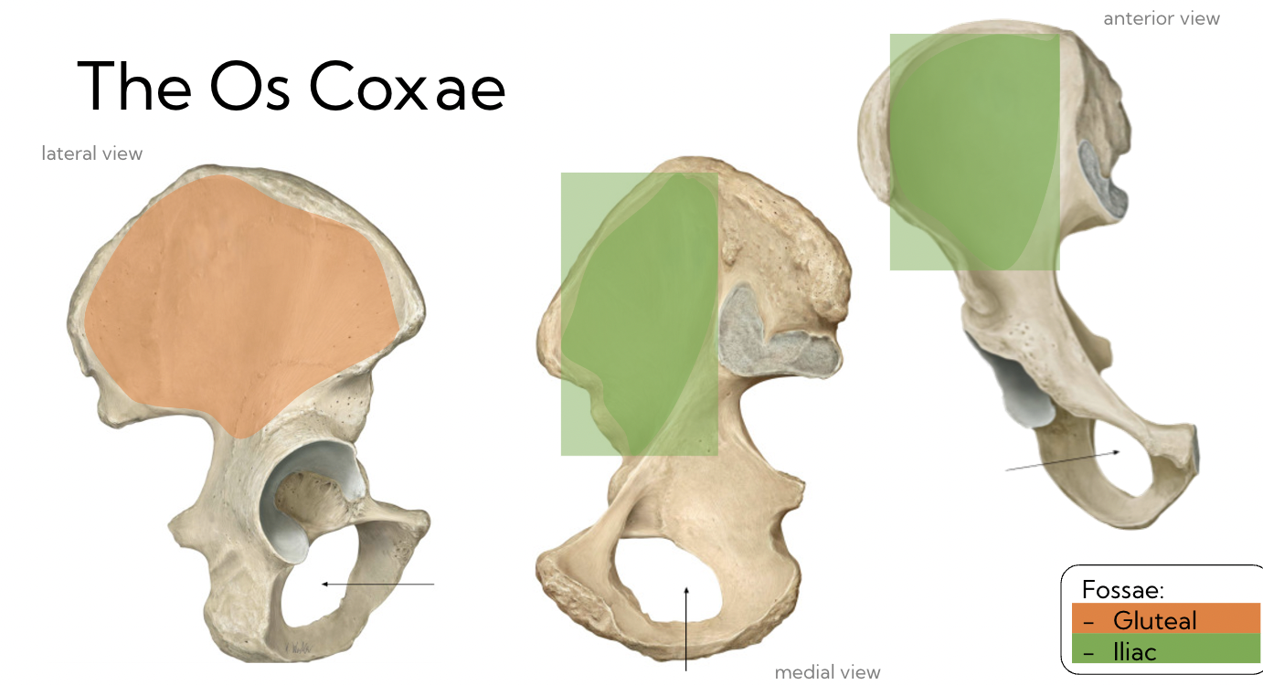 <p>Fossae</p><ul><li><p>Gluteal (orange)</p></li><li><p>Iliac (green)</p></li></ul>