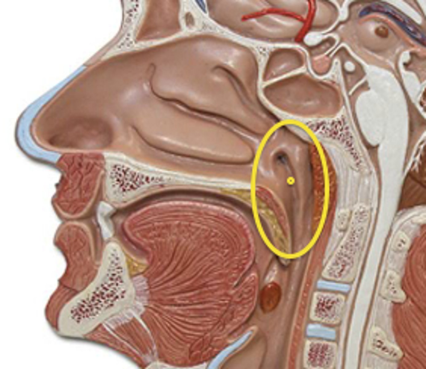 <p><strong>begins</strong> at the<strong> internal nares</strong></p><p><strong>ends</strong> at the <strong>cricoid cartilage</strong></p><p></p><p>contains </p><p><strong>(1) eustachian tube</strong> </p><p>- purpose is to <strong>equalize air pressure</strong></p><p></p><p><strong>(2) pharyngeal tonsil</strong></p><p>- lymphatic nodule w/ immune cells to fight foreign pathogen</p><p></p><p>consists of <strong>pseudostratified epithelium w/ goblet cells</strong></p>