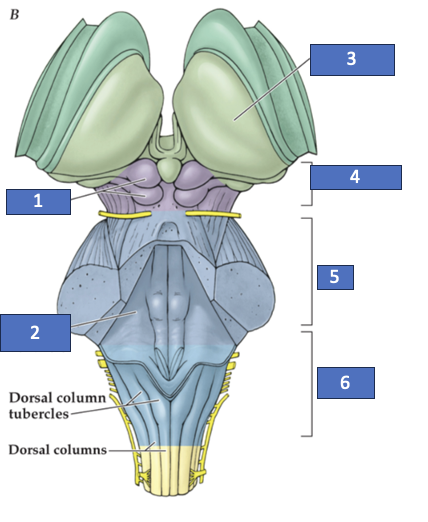 <p>What structure is labeled 1?</p>