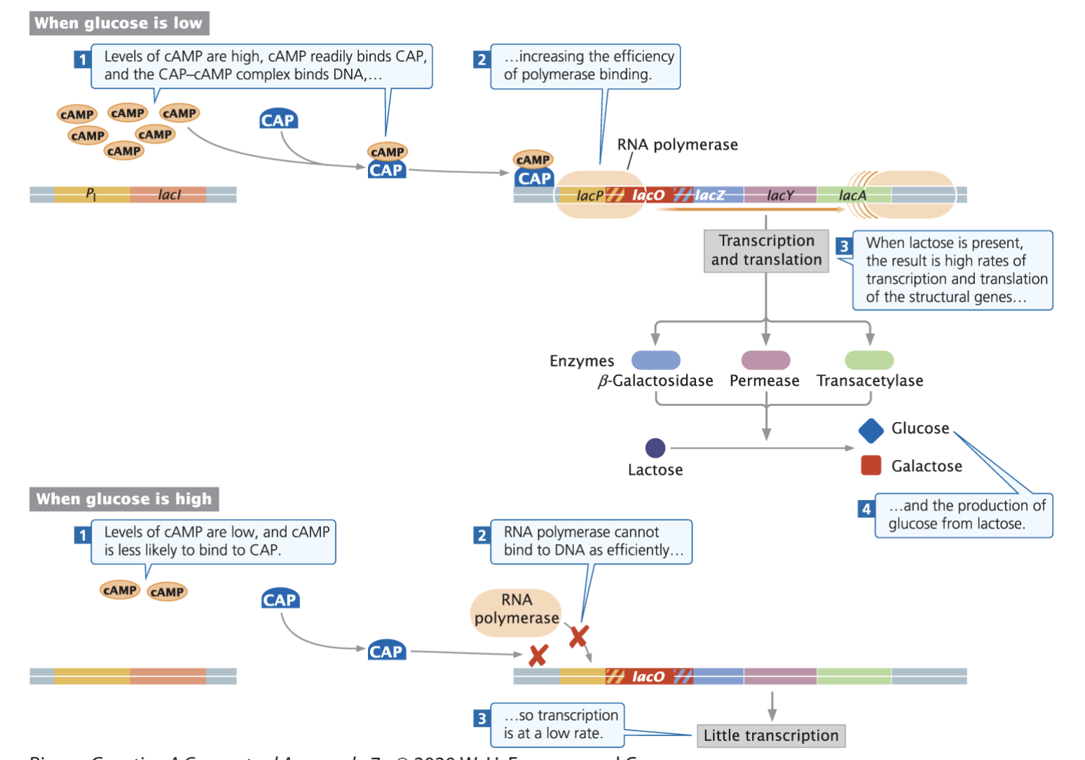 <p><strong>True, as well as transport inhibition out of the cell.</strong></p><ul><li><p class="p1">When glucose enters the cell, the <u>cyclic AMP level is lowered</u></p></li><li><p class="p1">CRP (activator) <strong><u>cannot bind DNA</u></strong>, and RNAP fails to bind to the promoters of operons subject to catabolite repression. </p></li></ul><ul><li><p class="p1">Thus, catabolite repression is an <u>indirect result </u>of the presence of a better energy source (glucose);<strong> the direct cause of catabolite repression is a low level of cyclic AMP vs a high level when glucose is absent</strong></p></li></ul><p></p>