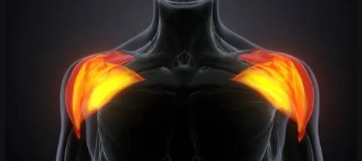 <p>Triangular-shaped shoulder muscle; name reflects its shape.</p>