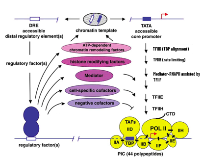 <p>highly regulated in proks and euks because it has to respond to developmental timing and environmental changes</p><ul><li><p>one gene can be transcribed in multiple condiitons</p></li><li><p>different conditions are associated with different cis elements which bind different transcription factors </p></li><li><p>combinatorial control since different factors at each site will interact and that determines if the gene is turned on and expressed</p></li></ul><p>no consistent location for where cis regulatory elements will be found - a factor’s presence/absence could increase/decrease transcription </p><ul><li><p>different genes that respond to the same signal in the same way all have the same cis element</p></li></ul><p>promoters are modular - variety of elements can contribute to promoter function meaning none are essential or common to all promoters</p><ul><li><p>elements can differ in number, location, and orientation </p></li></ul><p></p>