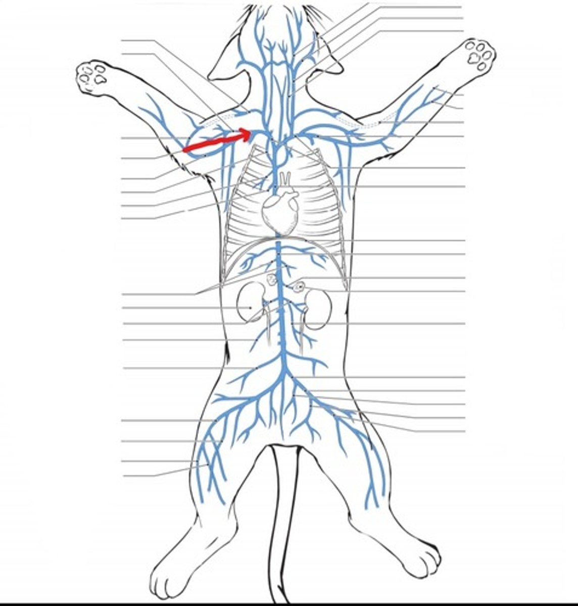 <p>identify the vein</p>