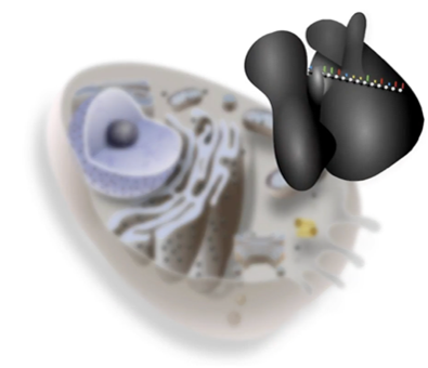 <p>not membrane bound</p><p>made of 60% rRNA and 40% protein</p>
