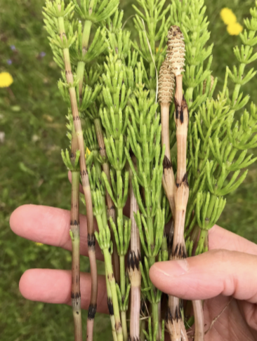 <p>wood horsetail</p>