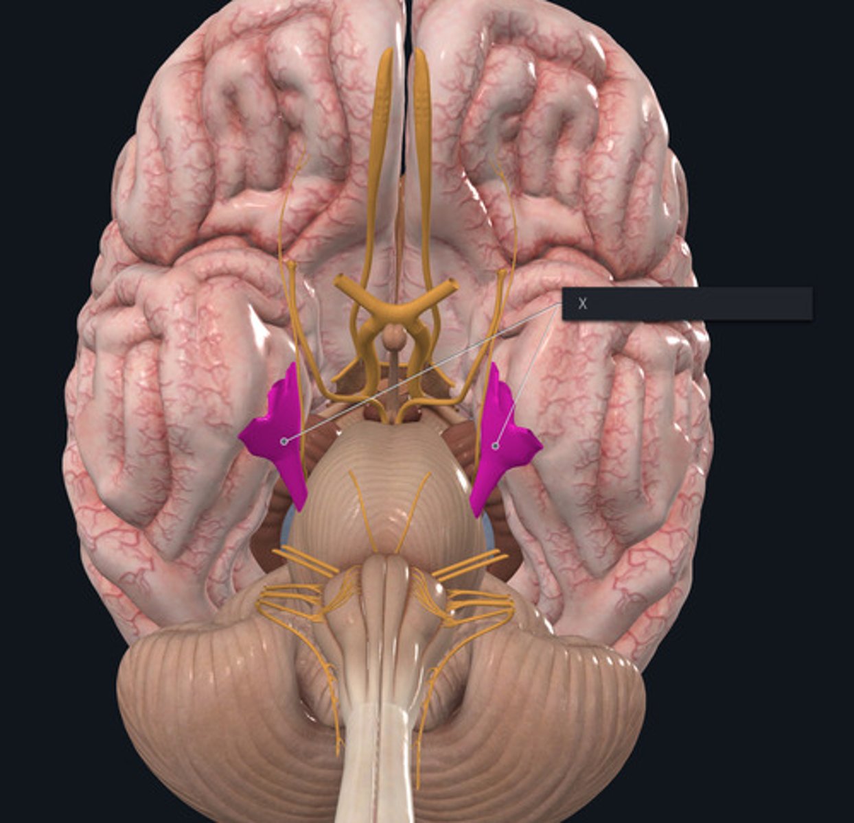 <p>Name the Nerve highlighted purple and indicated by the X.</p>