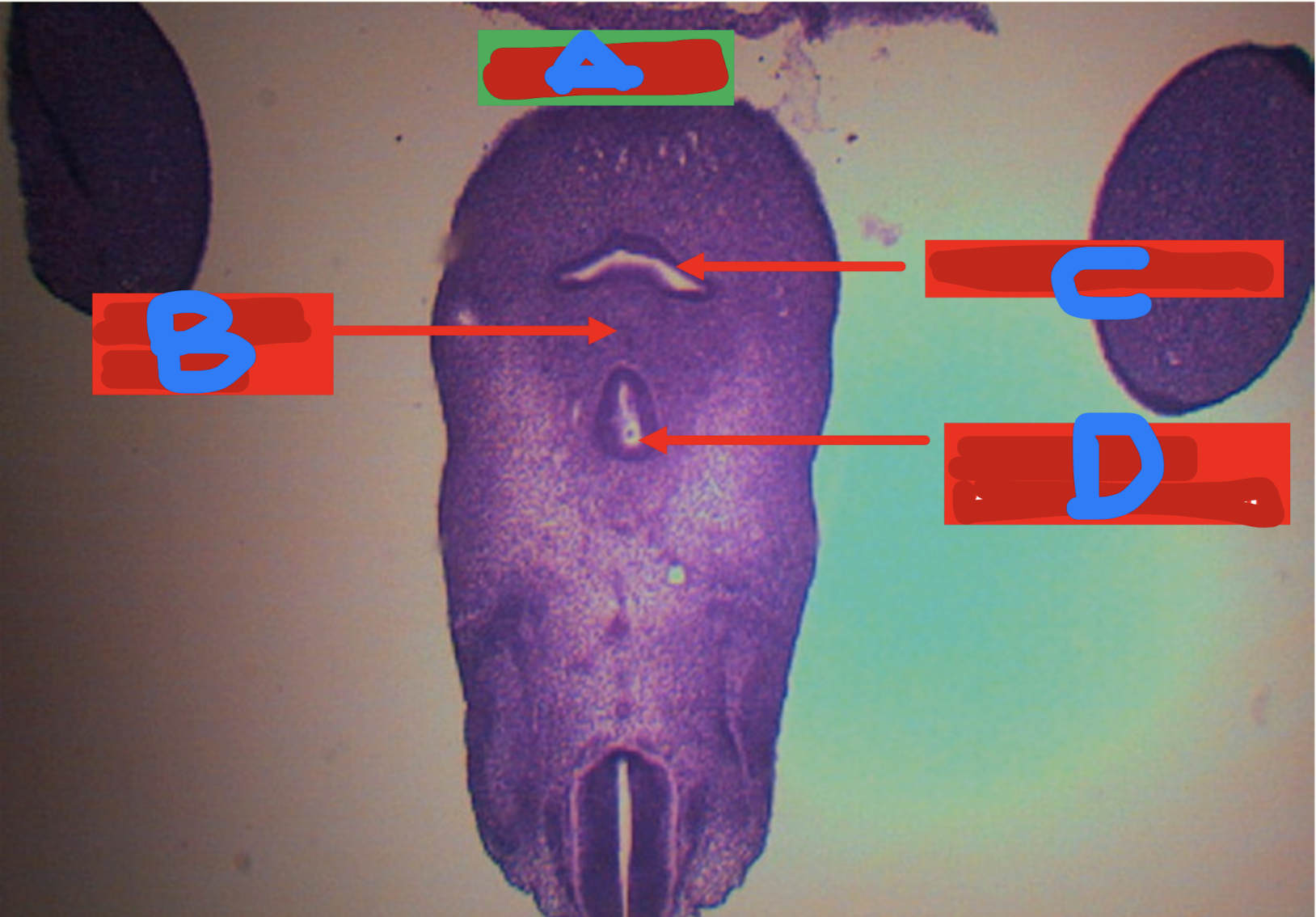 <p>Identify the structure</p>