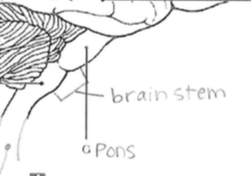 <p>Connects the brain to the spinal cord; controls basic life functions like breathing, heartbeat, and blood pressure.</p>