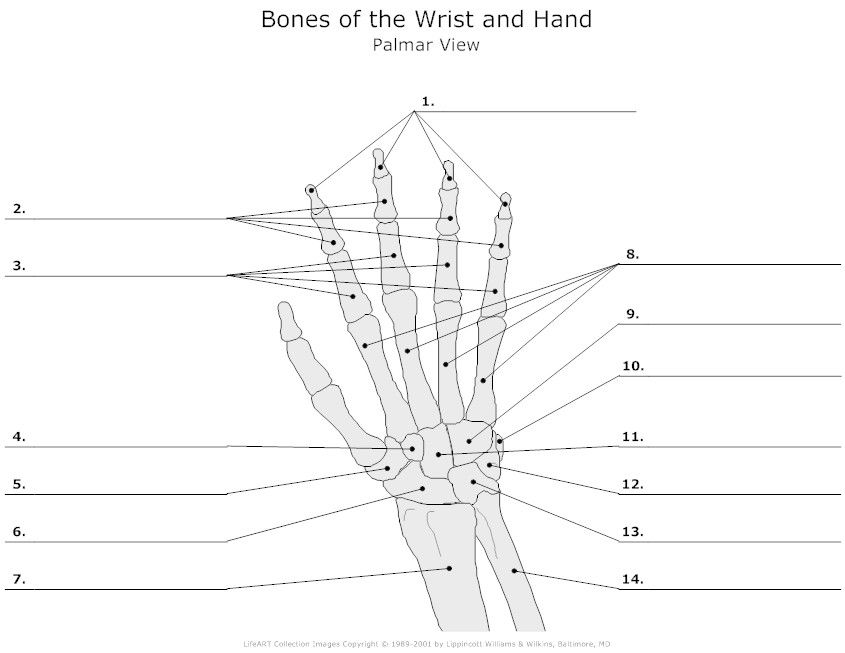 <p>what part of the carpals is 4?</p>