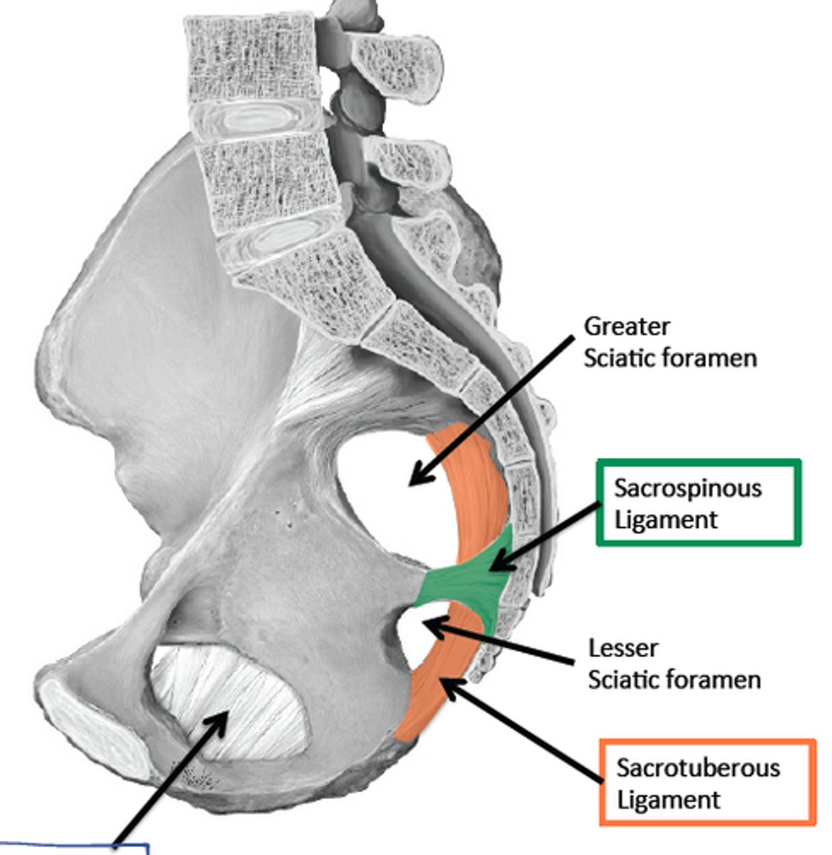 <p>Name this ligament</p>